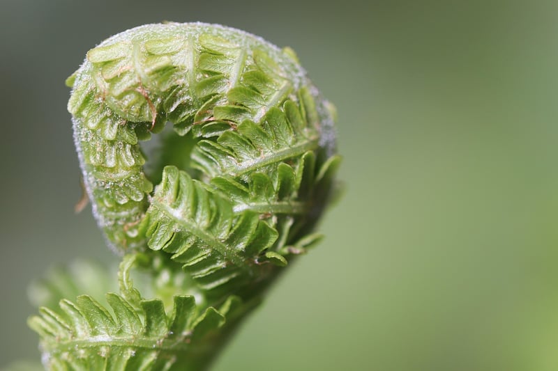 Ferns